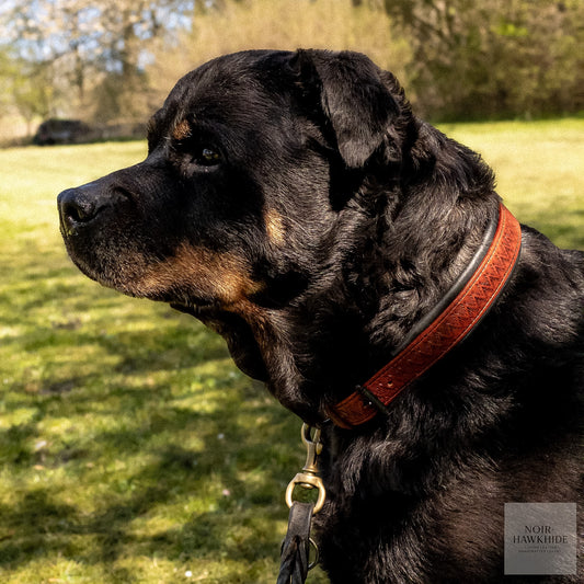 Black Rottweiler with handcrafted leather collar featuring geometric tooled pattern outdoors