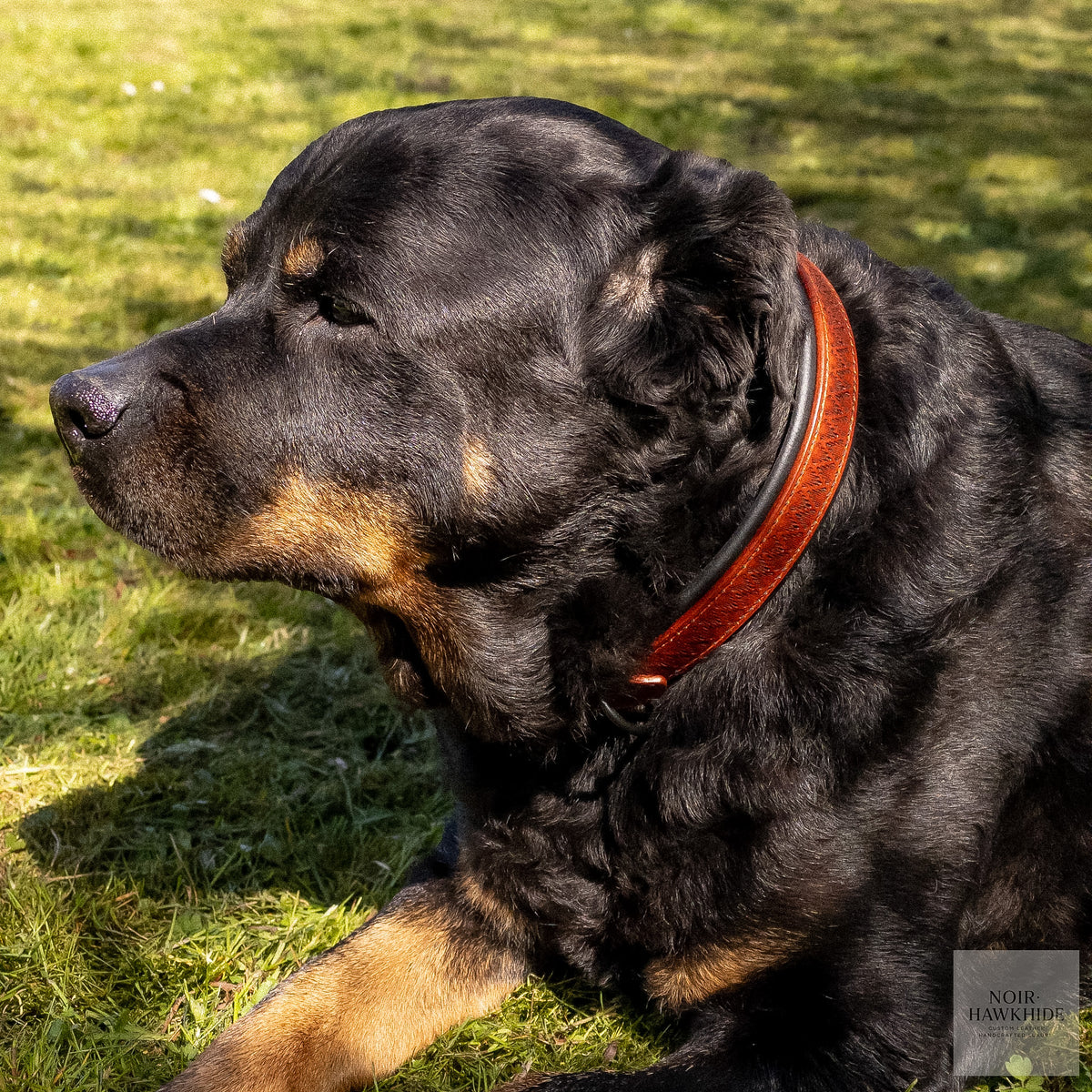 Brown handmade leather dog collar on a rottweiler